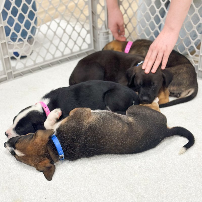 Adoption Day Event presented by Haley's Flooring