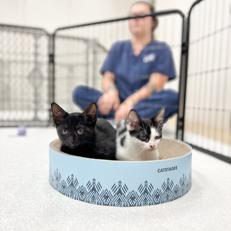 Adoption Day Event presented by Haley's Flooring